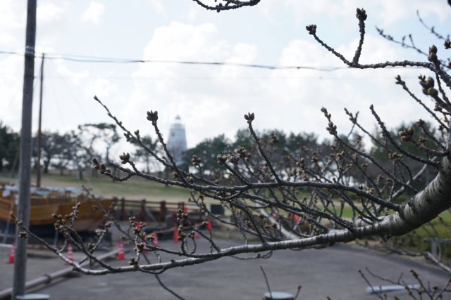 日和山公園の桜の様子　(3月28日現在)