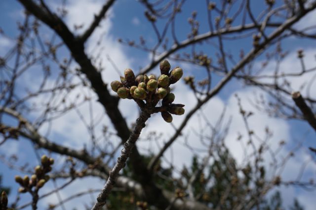 日和山公園の桜の様子　(4月1日現在)