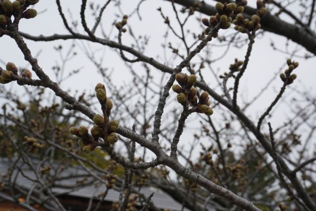 日和山公園の桜の様子（4月4日現在）
