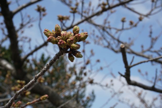 日和山公園の桜の様子（4月6日撮影）