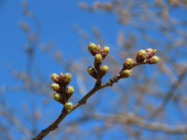 舞鶴公園の桜の様子（4月9日現在）
