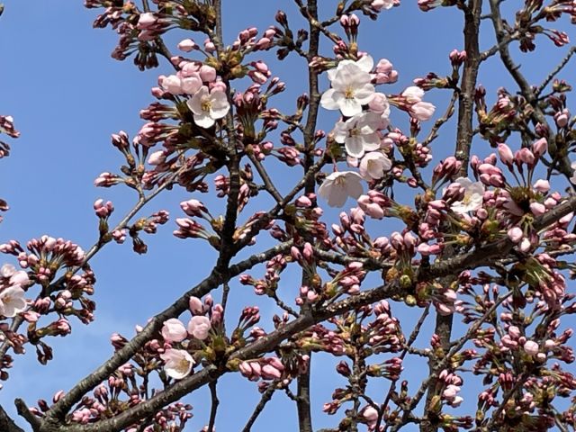 日和山公園の桜の様子（4月11日現在）