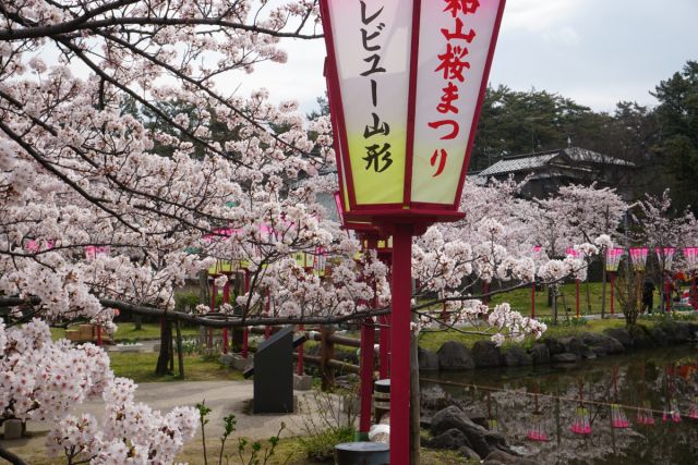 日和山公園の桜の様子（4月13日現在）