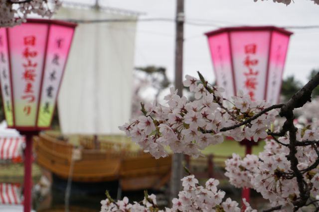 日和山公園の桜の様子　(4月15日現在)