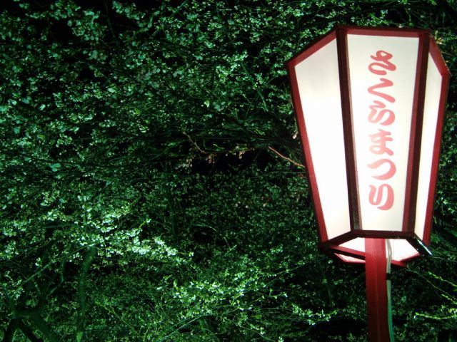 舞鶴公園の桜の様子（4月15日現在）