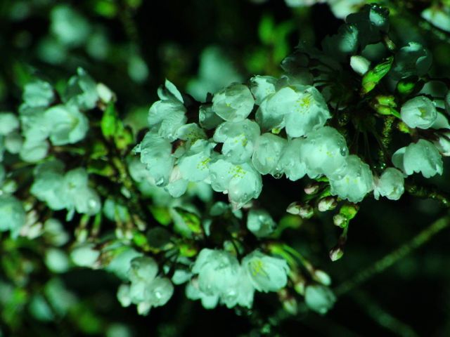 舞鶴公園の桜の様子（4月15日現在）