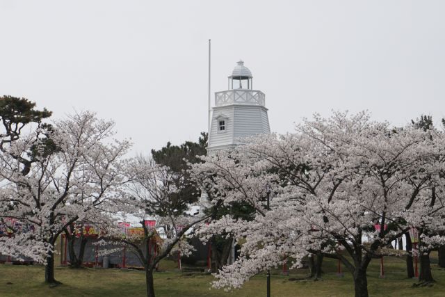 日和山公園の桜の様子　(4月18日現在)