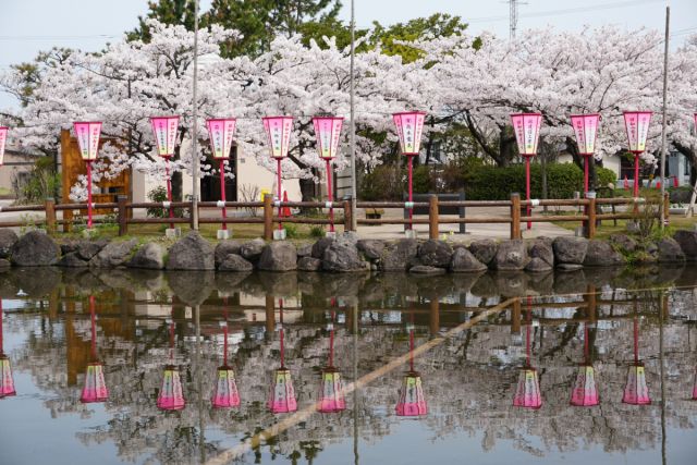 日和山公園の桜の様子　(4月18日現在)