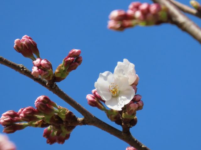 舞鶴公園の桜が開花しました！
