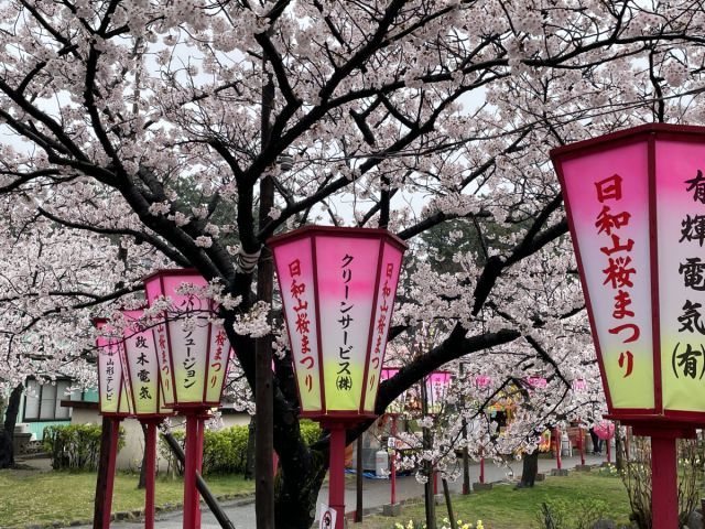 日和山公園の桜の様子(4月8日)