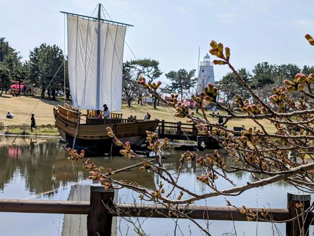 日和山公園桜の様子（4月5日)