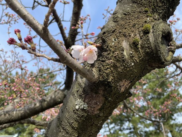 日和山公園の桜の様子（4月8日）開花しました