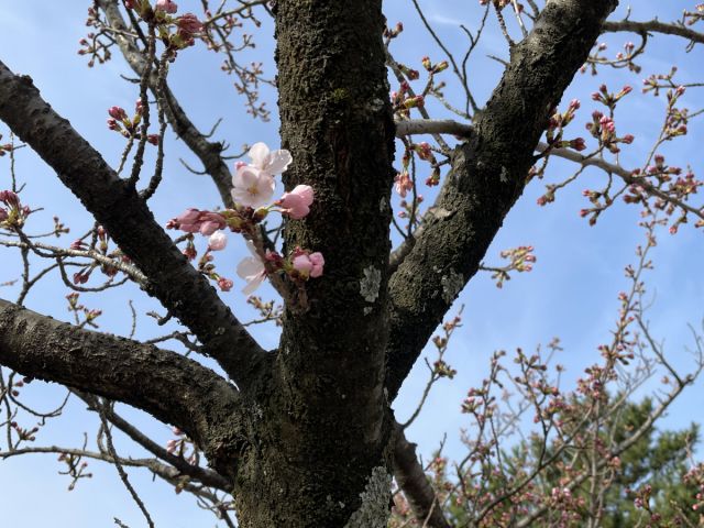 日和山公園の桜の様子（4月8日）開花しました