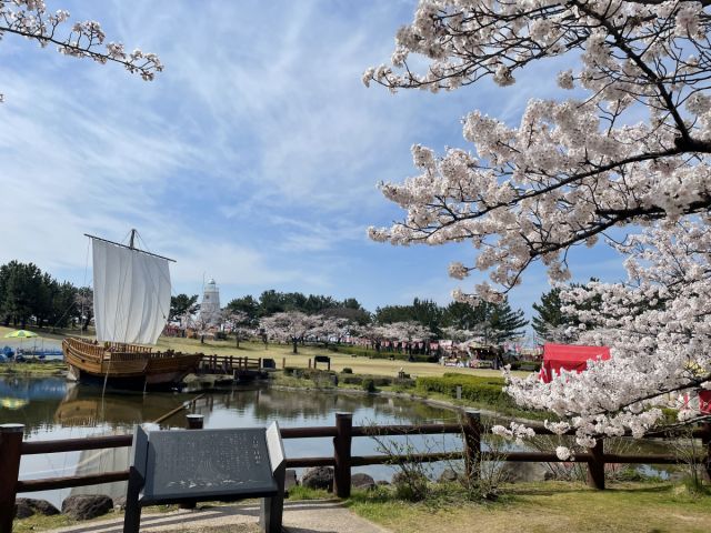 日和山公園桜の様子（4月12日）見頃を迎えました