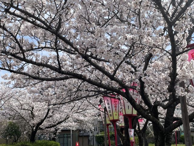 日和山公園桜の様子（4月12日）見頃を迎えました