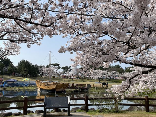 日和山公園の桜の様子（4月14日）満開を迎えました