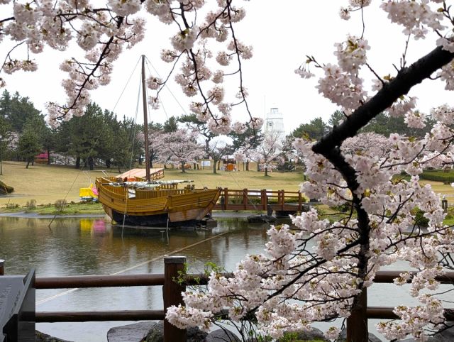 日和山公園の桜の開花状況（４/１４現在）満開です