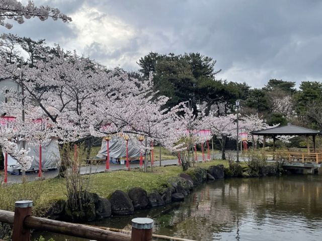 日和山公園の桜の開花状況（4/16現在）