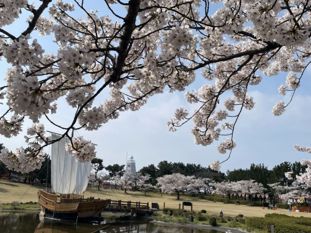日和山公園の桜の開花状況（4/17現在）