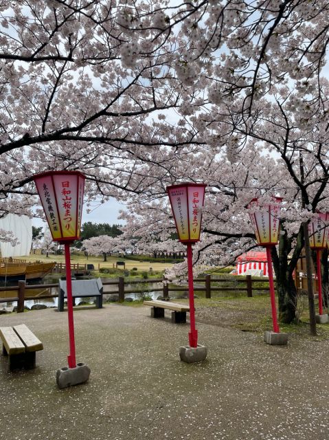 日和山公園の桜の開花状況（4／18現在）