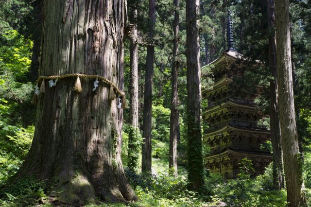 午年御縁年の羽黒山と、二体の即身仏を祀る海向寺 ～修験道と修験者の覚悟に触れる旅～